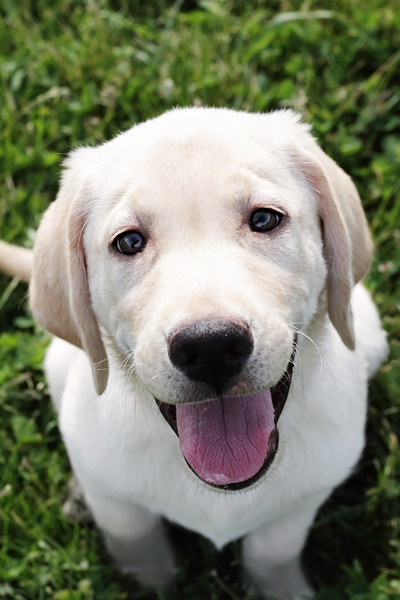 White dog in field