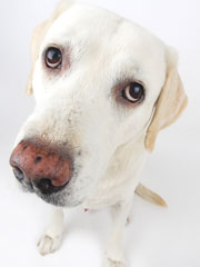 White dog looking up