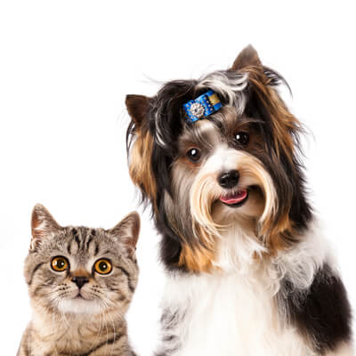 Cat and dog with headband