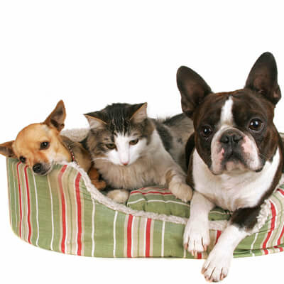 Pets in a bed