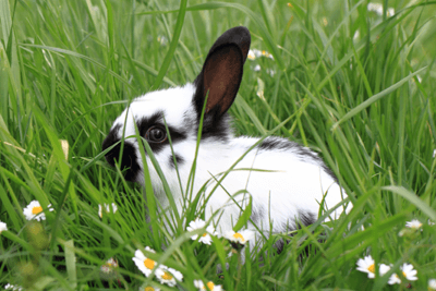 Rabbit in grass