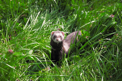 Ferret in grass