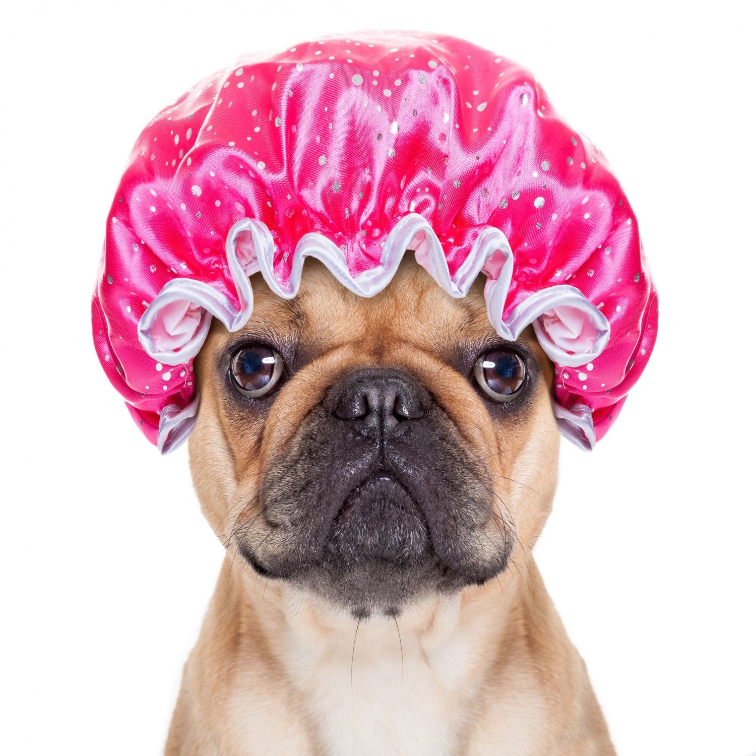 dog in shower cap dog in shower cap
