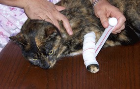 bleeding cat bleeding cat