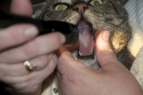 choking cat