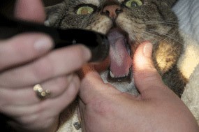 choking cat choking cat
