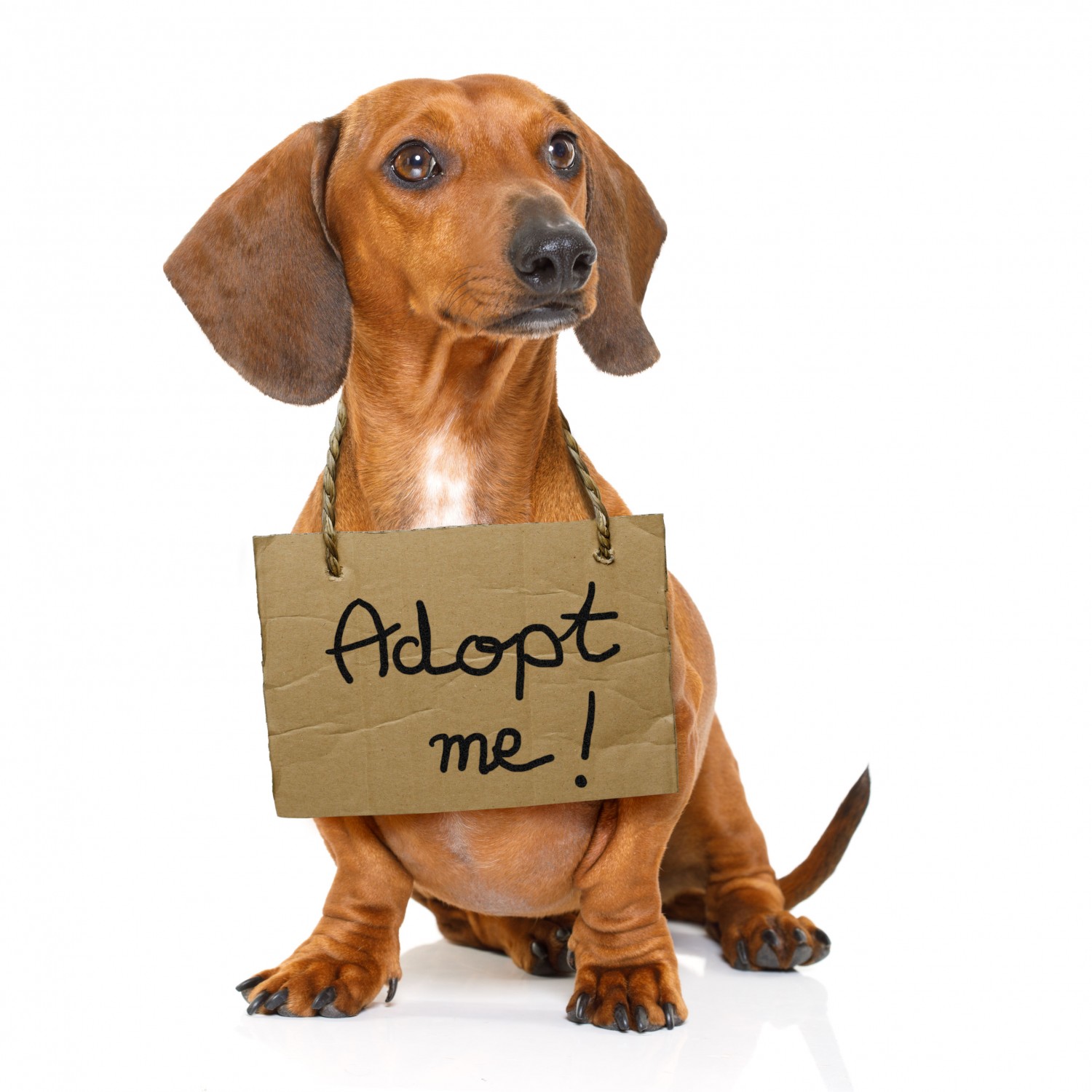 Adopt me Dachshund Adopt me Dachshund
