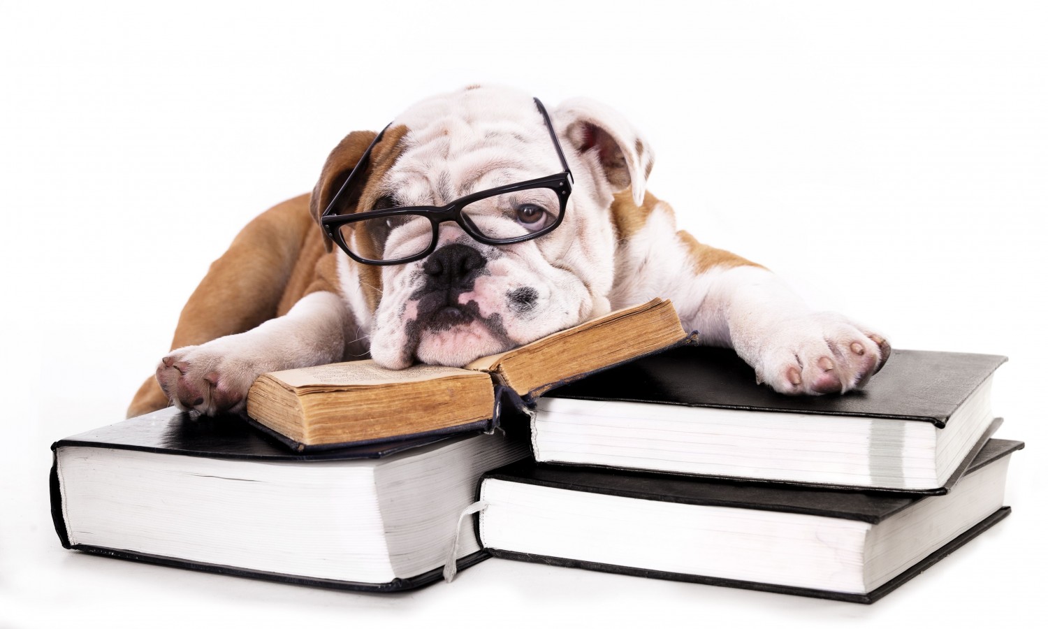 dog on books
