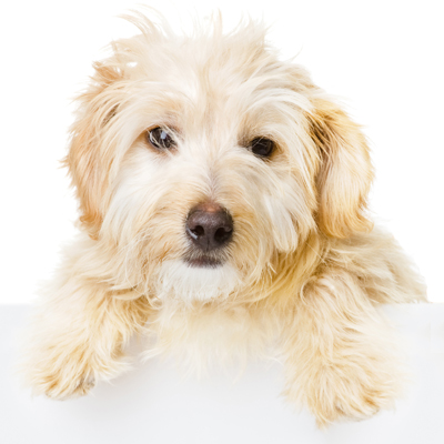 Fluffy Dog Fluffy Dog