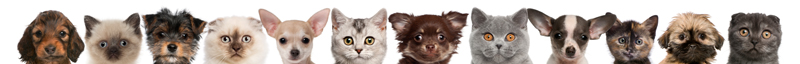 Lots of pets
