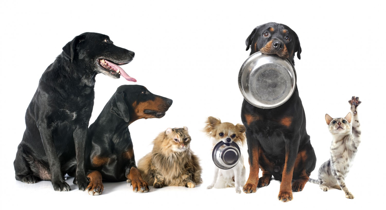 Pets with food bowls