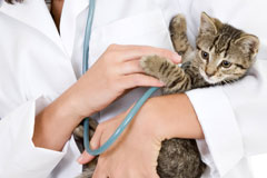 Doctor checking Kitten