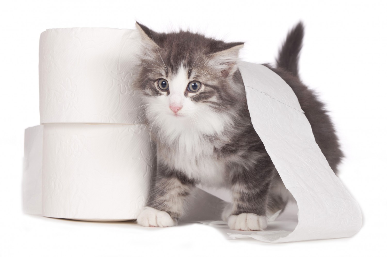 kitten potty training