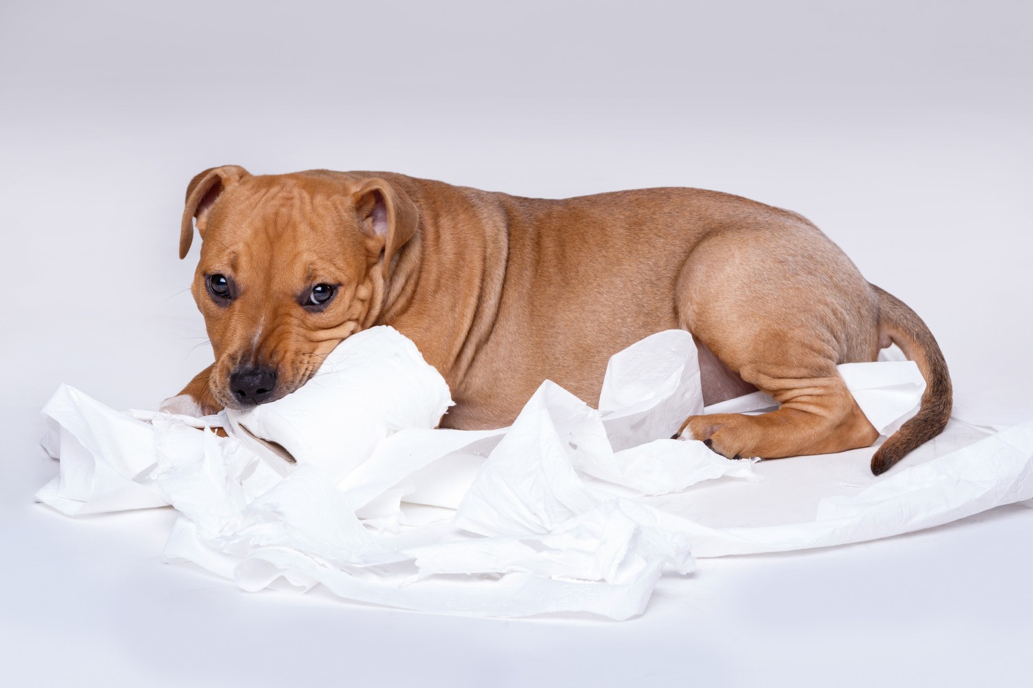 puppy potty training