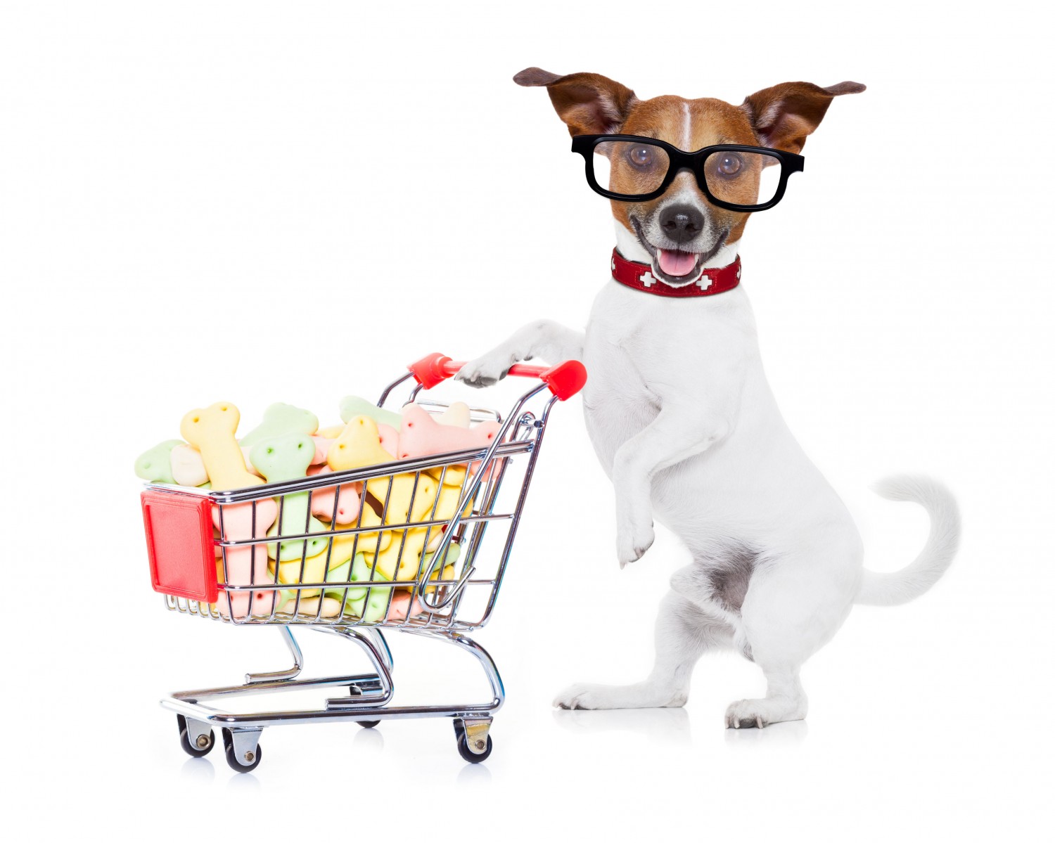 Shopping Dog