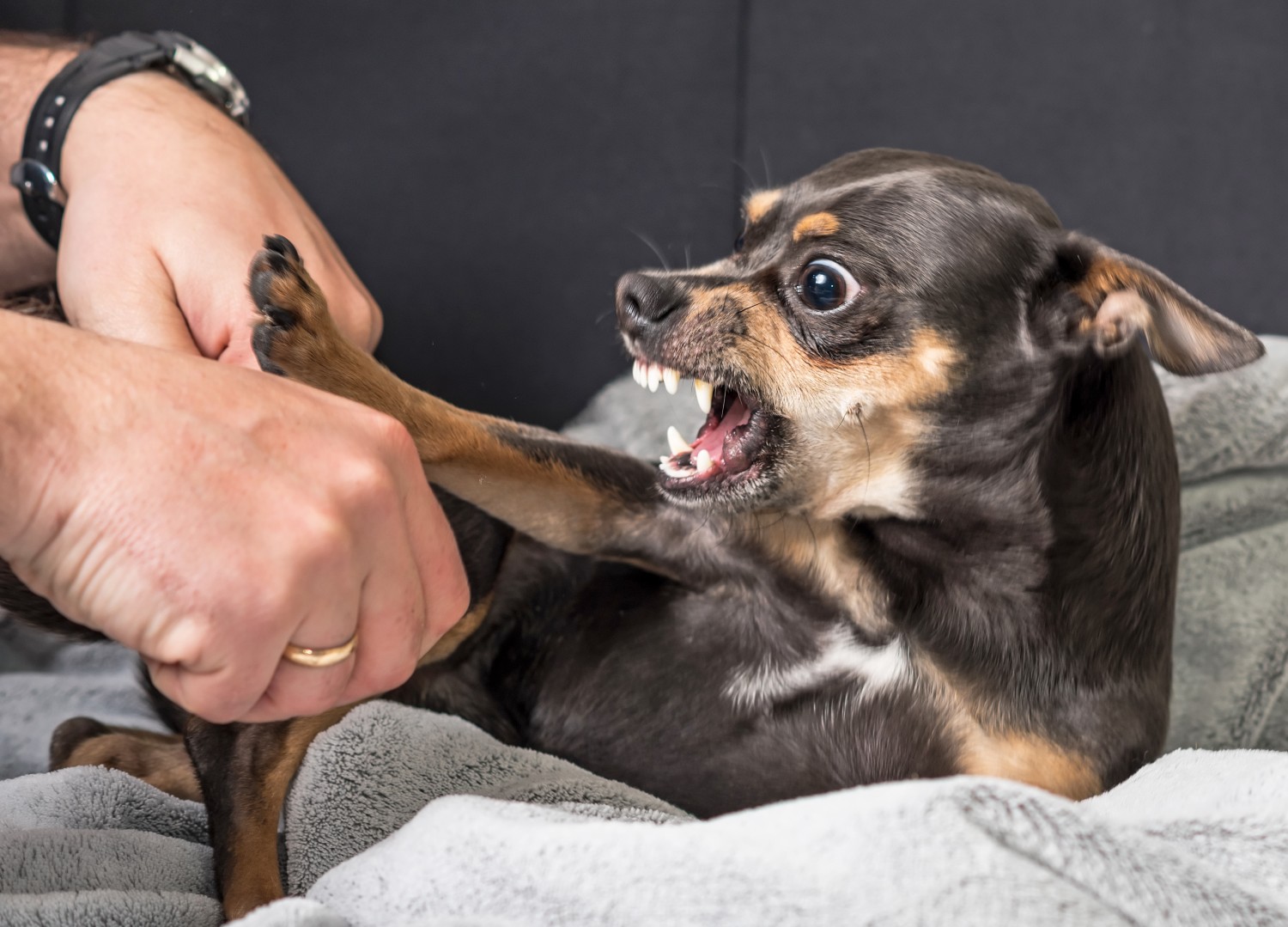 dog biting dog biting