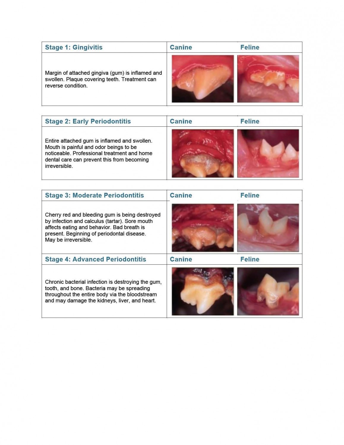 Vin Feline Dental Chart