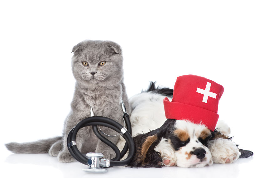 Cat dog with stethoscope