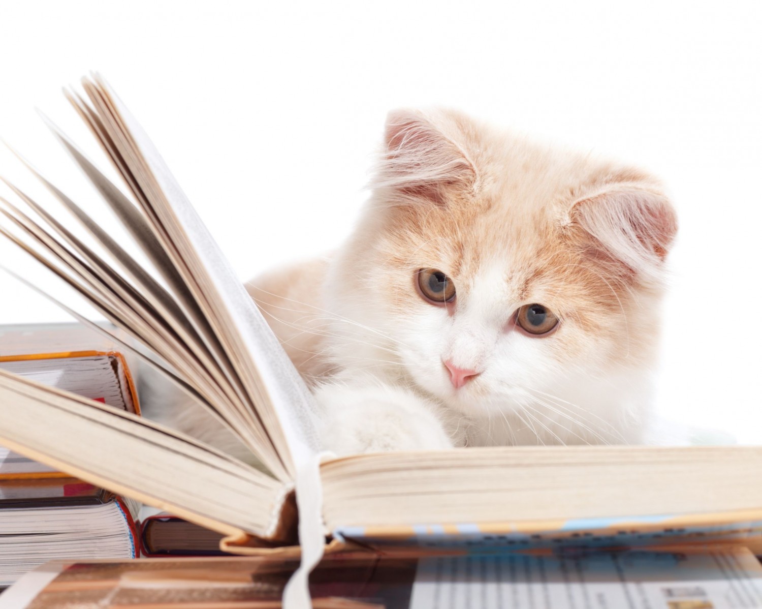 cat reading