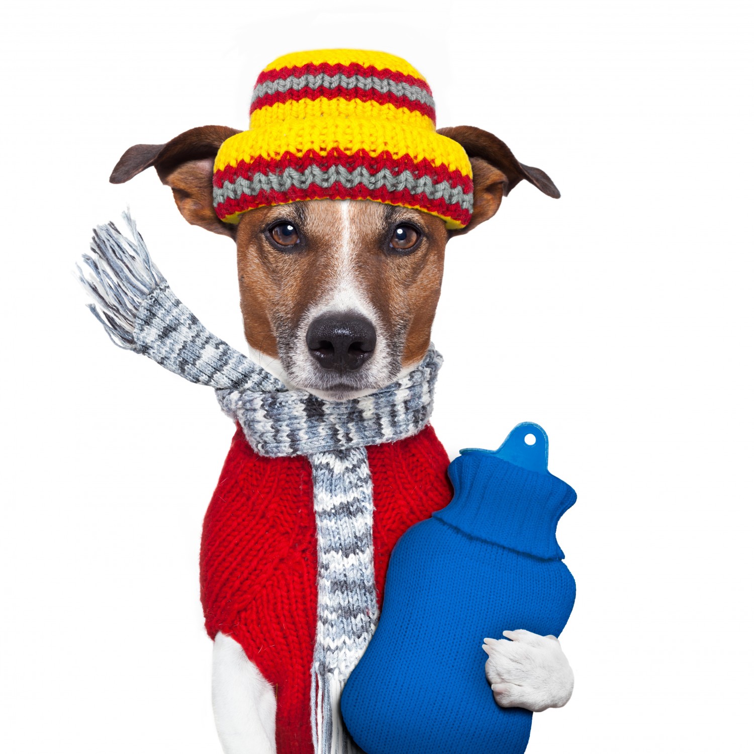 Dog in warm outfit