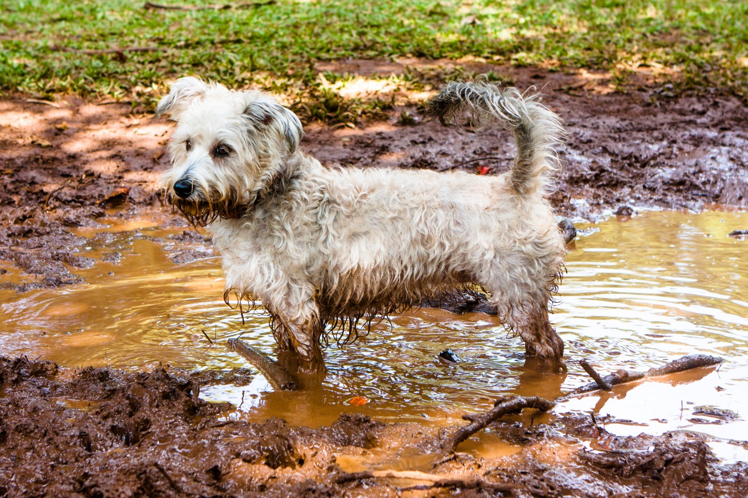 Dog in muddy puddle