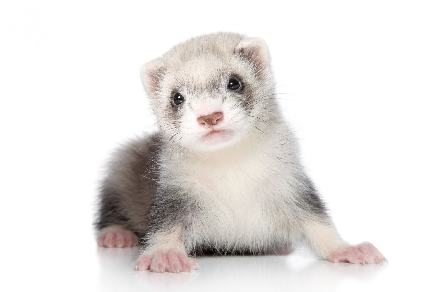 Ferret