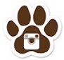 instagram icon