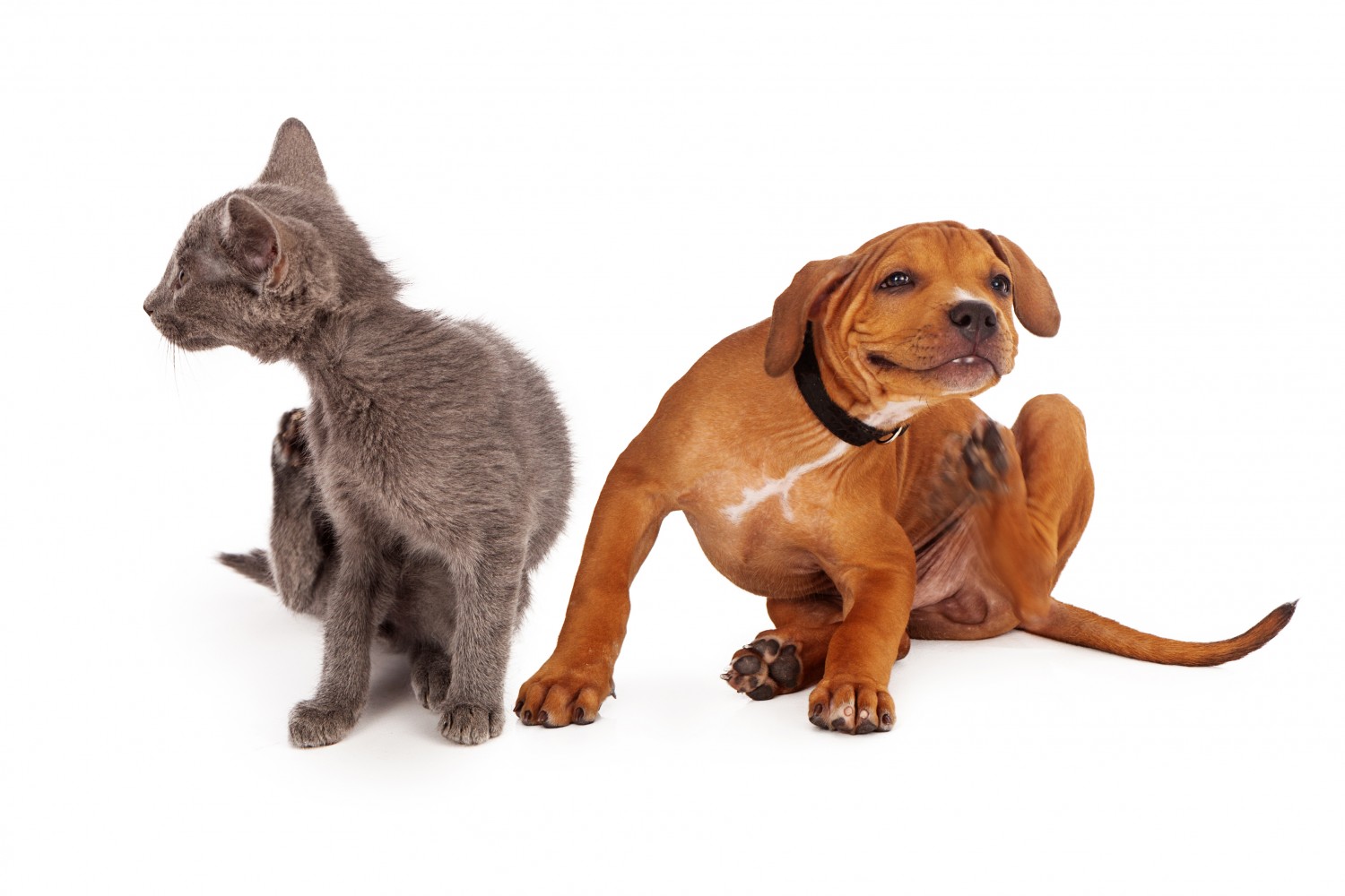 cat and dog itching cat and dog itching