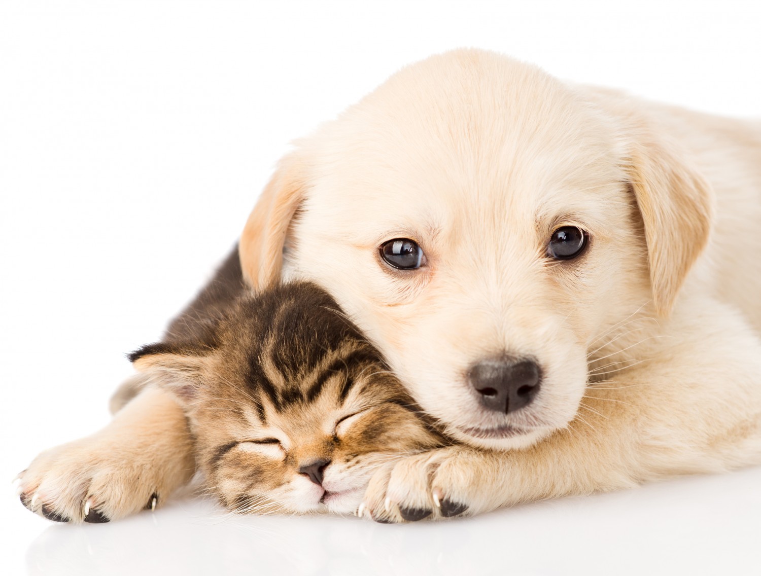 Puppy Kitten Snuggle