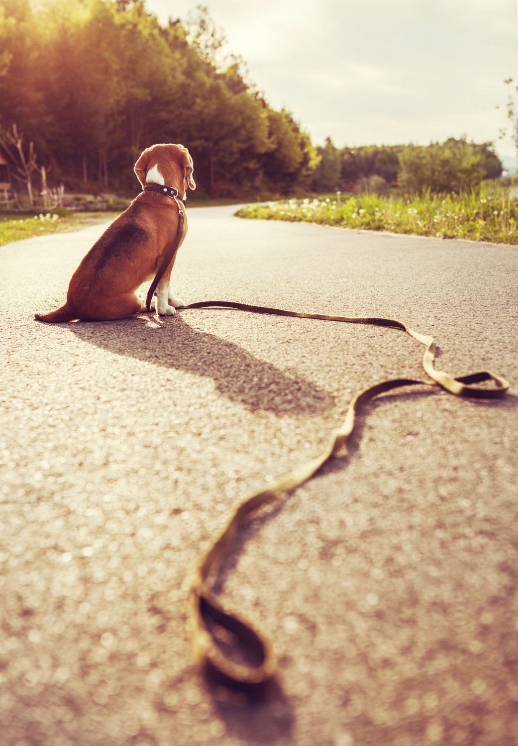 Lost Dog w Leash
