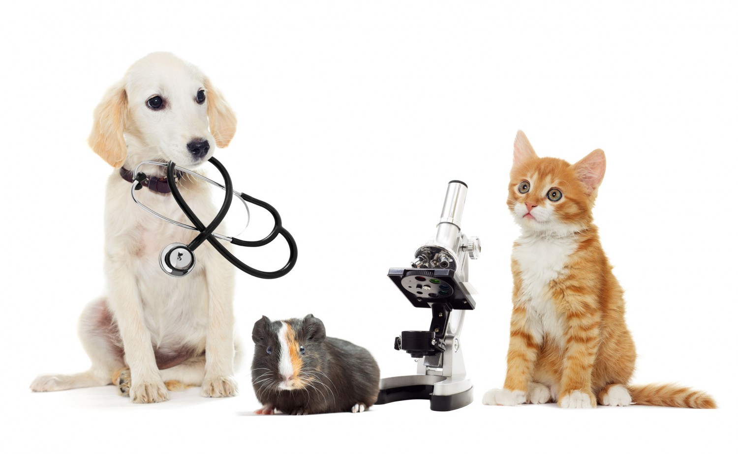Pets with stethoscope and microscope