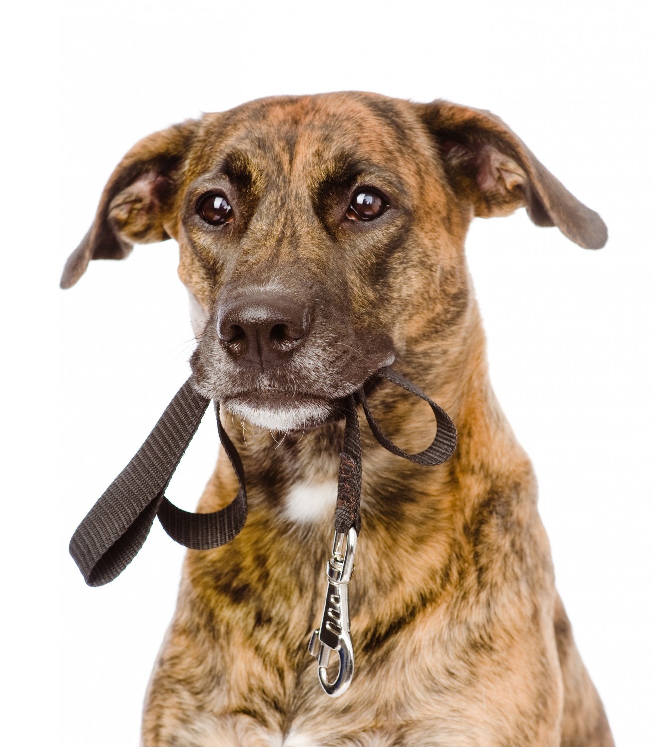 dog holding leash dog holding leash