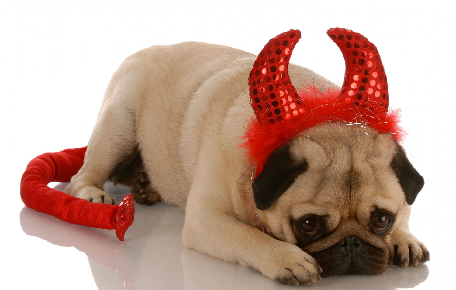Pug Devil Pug Devil