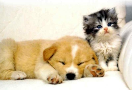 Puppy Kitten