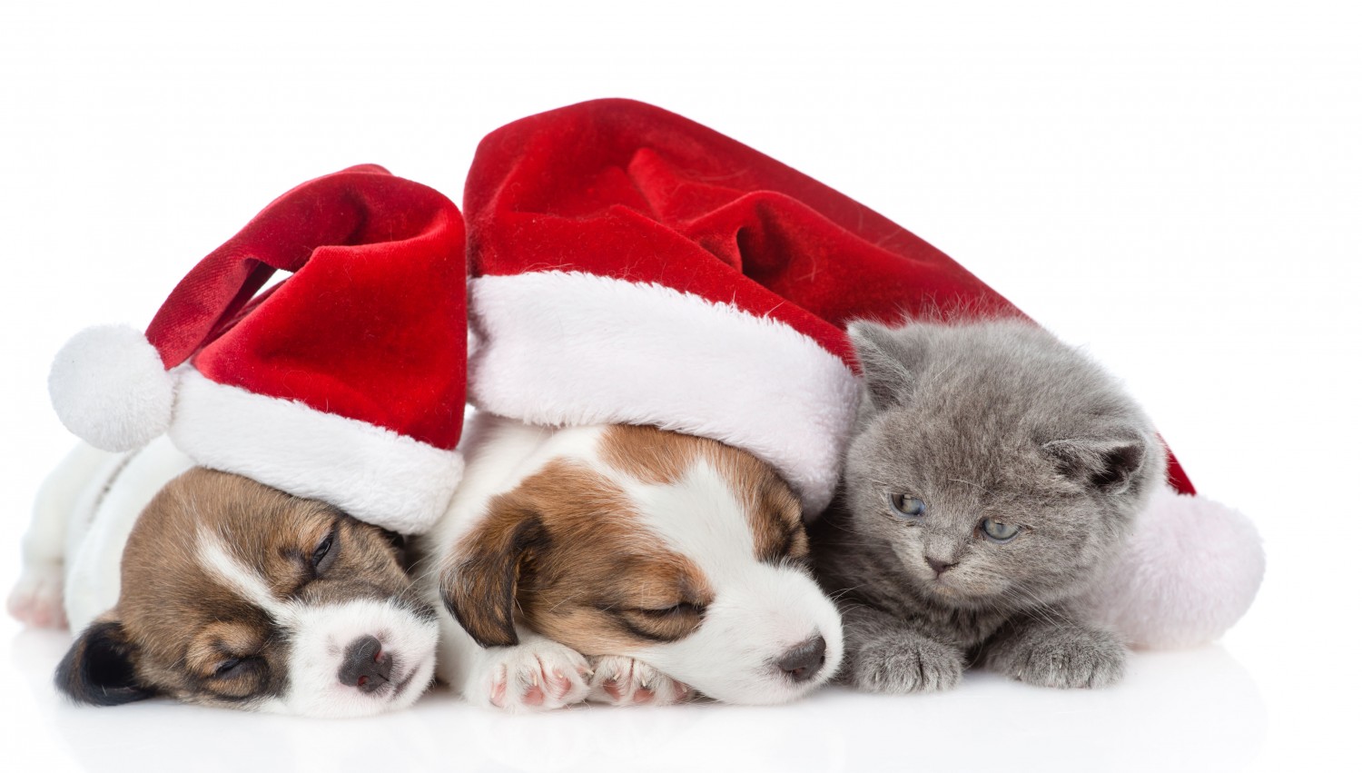 Puppies and Kitten with Santa Hat