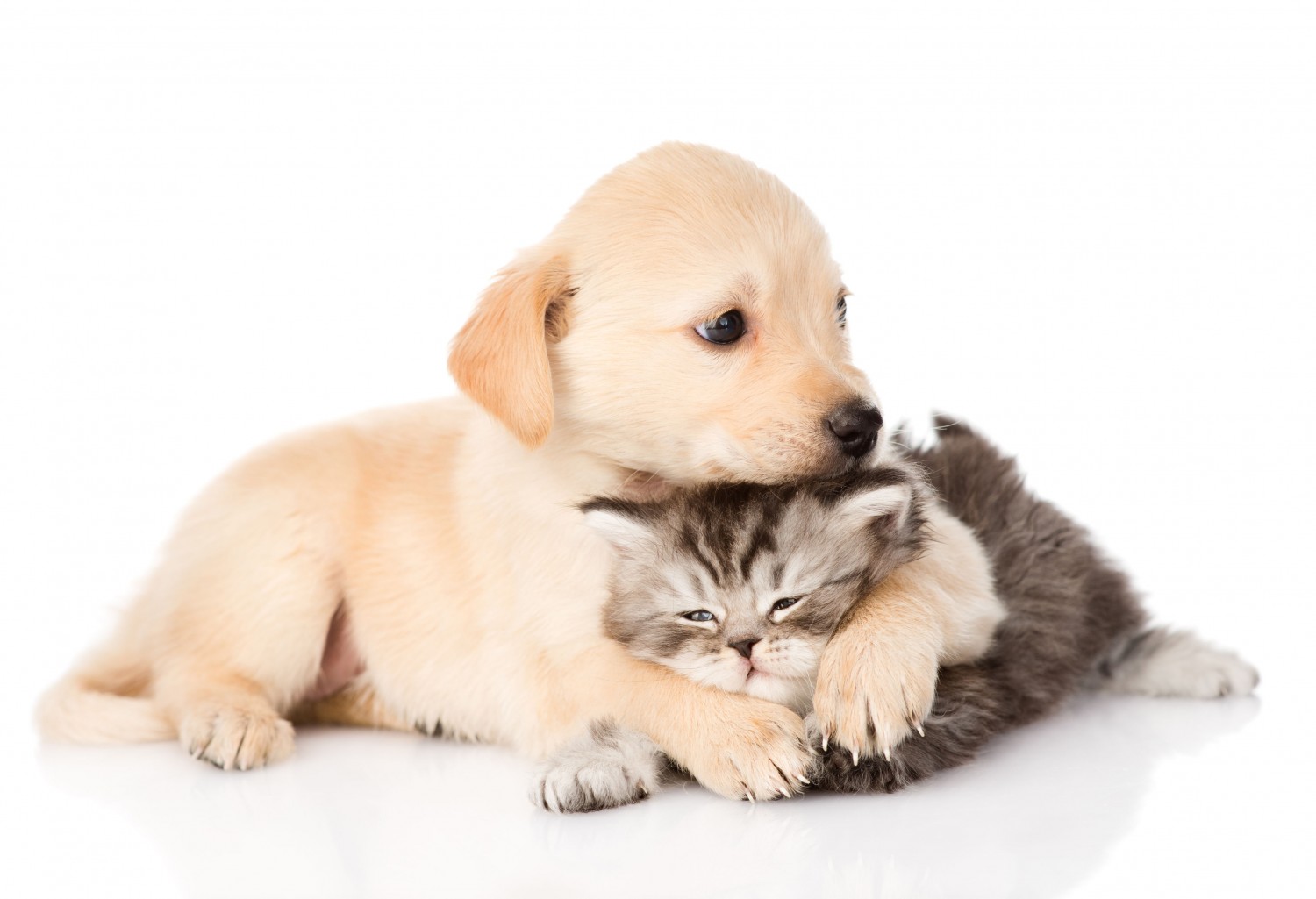Kitten and Puppy Kitten and Puppy