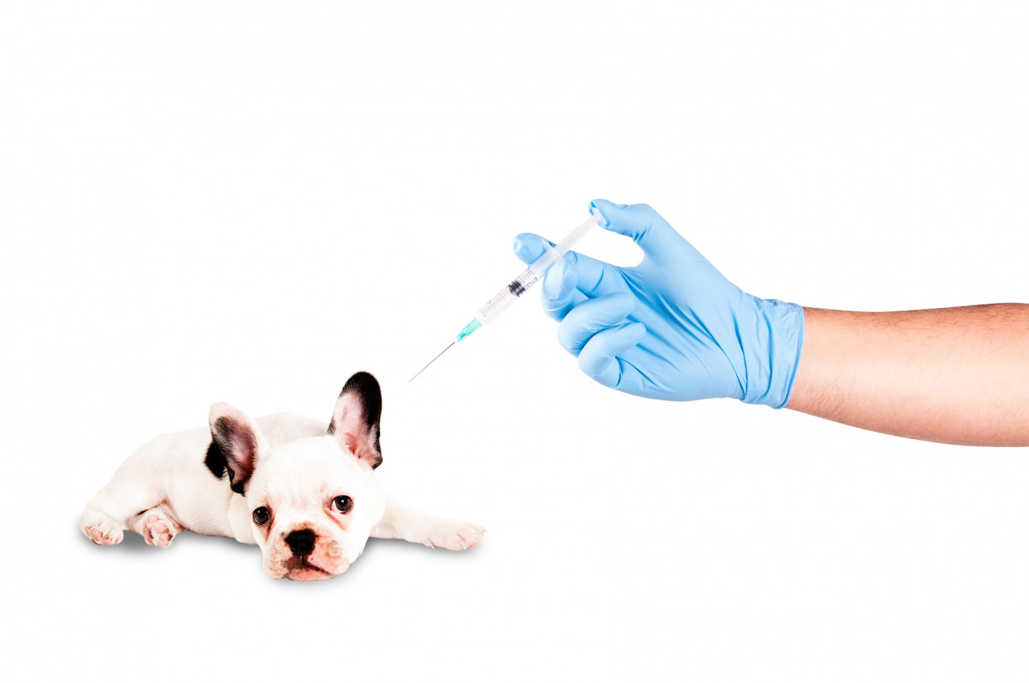 Puppy getting Shot Puppy getting Shot