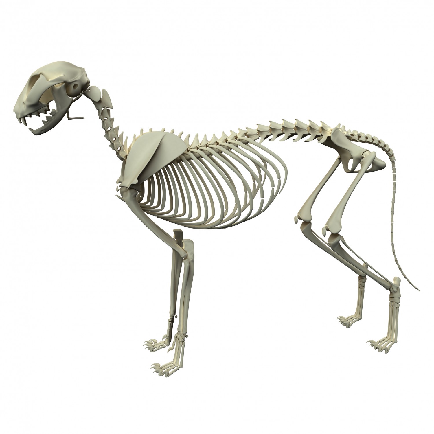 Pet Skeleton