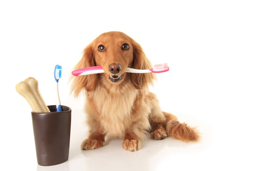 Dog with toothbrush Dog with toothbrush