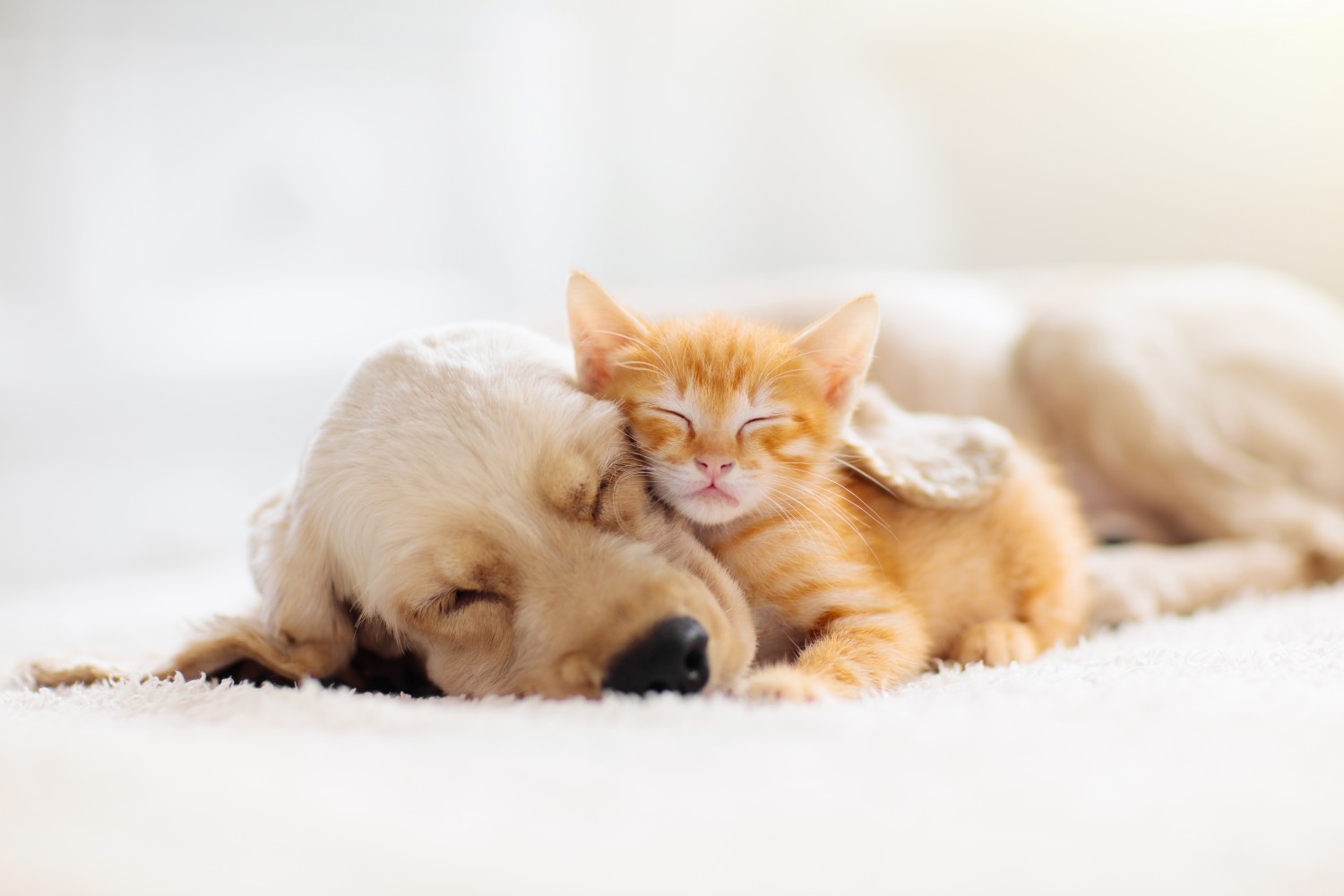 Cat and dog laying together