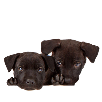 Small black puppies