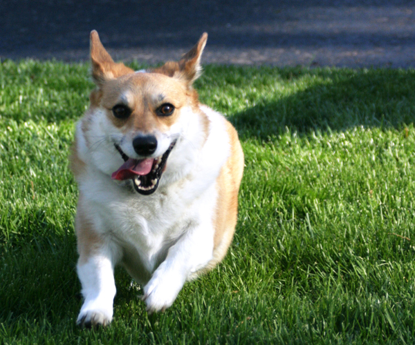 Corgi running in yard