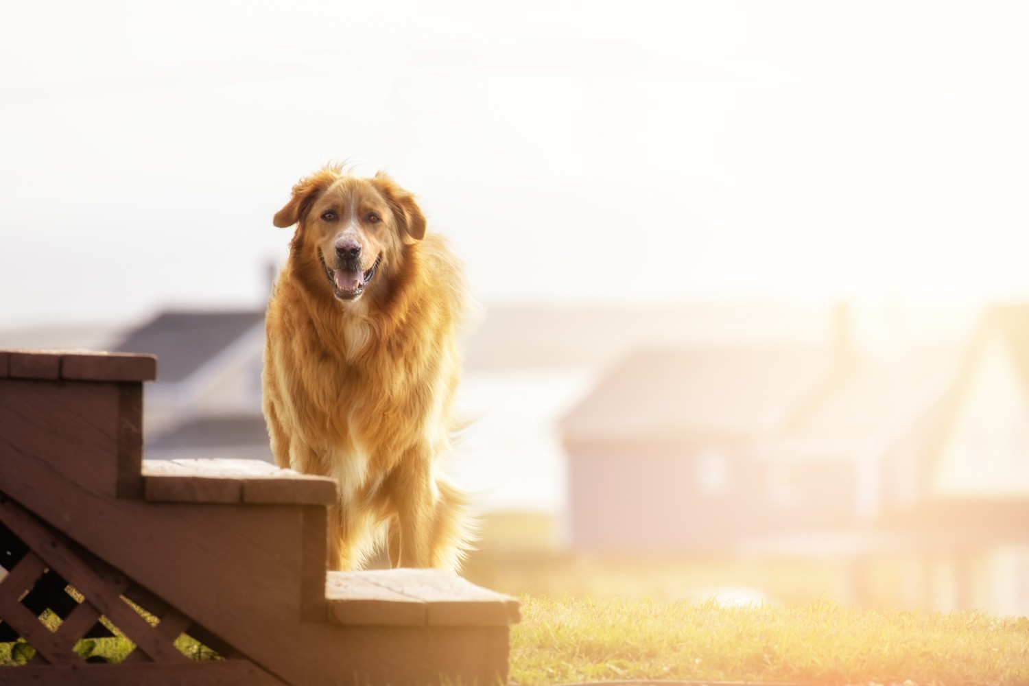 Dog in sunset