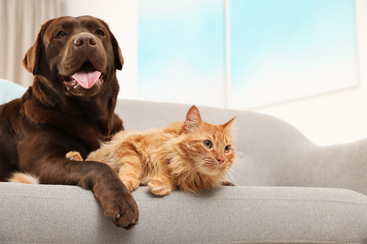Orange cat and black dog on couch