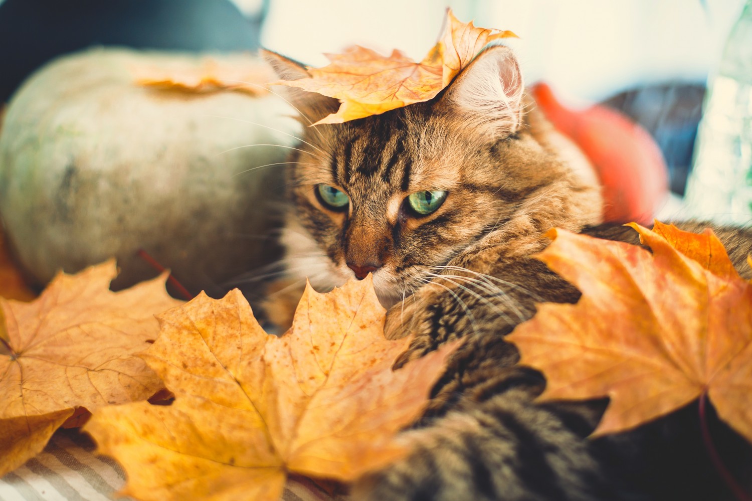 Cat laying in leaves