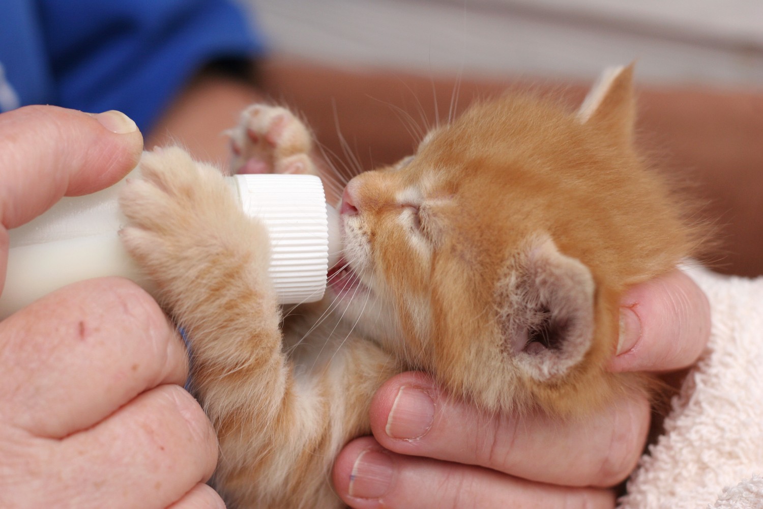 Cat feeding out of bottle