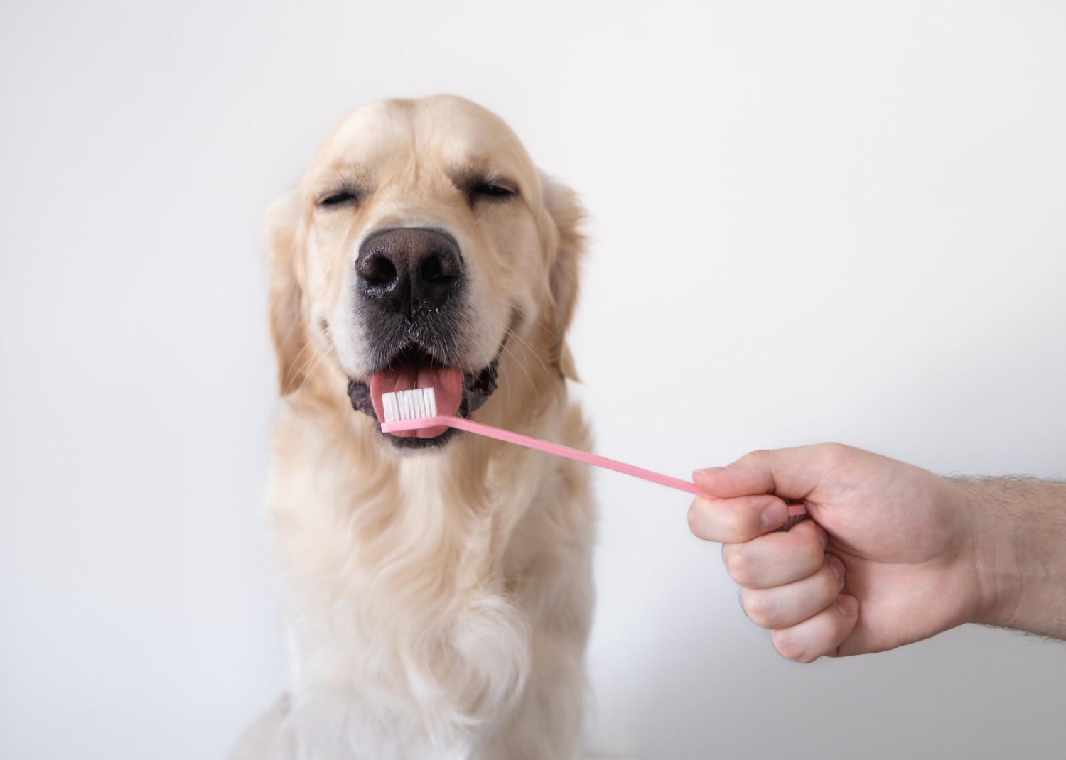 White dog with toothbrush in mouth